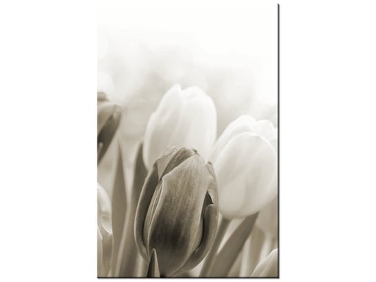 Obraz Tulipany, 20x30 cm Oobrazy