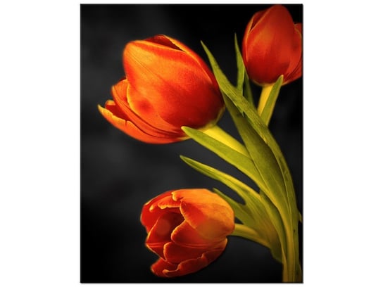 Obraz Tulipany, 40x50 cm Oobrazy