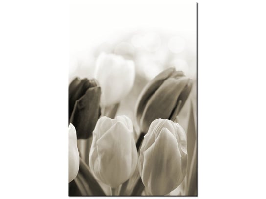 Obraz Tulipany, 80x120 cm Oobrazy