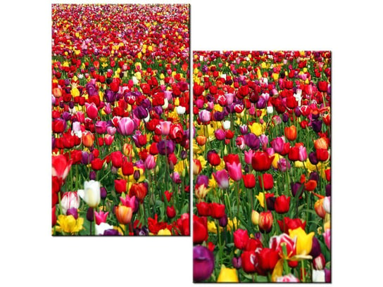 Obraz Tulipany - Ian Sane, 2 elementy, 60x60 cm Oobrazy