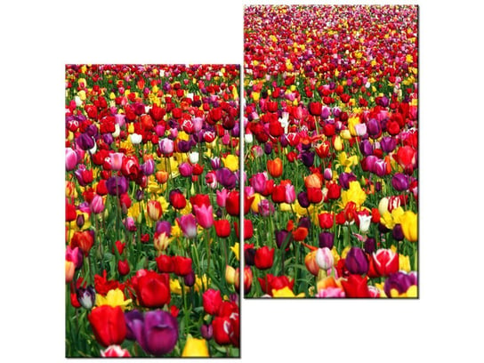 Obraz Tulipany - Ian Sane, 2 elementy, 60x60 cm Oobrazy