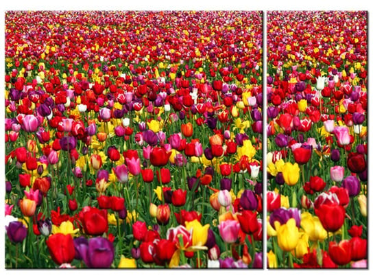 Obraz Tulipany - Ian Sane, 2 elementy, 70x50 cm Oobrazy