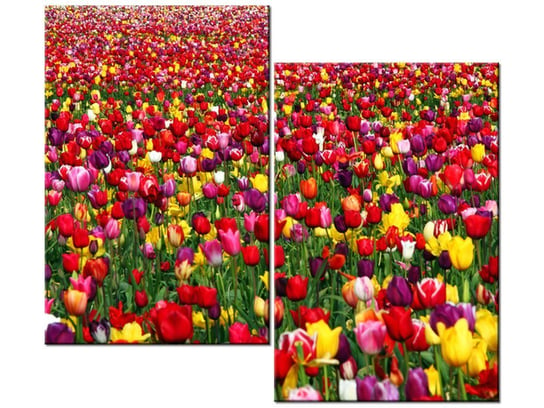 Obraz Tulipany - Ian Sane, 2 elementy, 80x70 cm Oobrazy