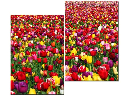 Obraz Tulipany - Ian Sane, 2 elementy, 80x70 cm Oobrazy