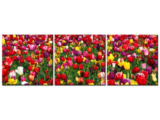 Obraz Tulipany - Ian Sane, 3 elementy, 120x40 cm Oobrazy