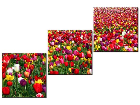 Obraz Tulipany - Ian Sane, 3 elementy, 120x80 cm Oobrazy