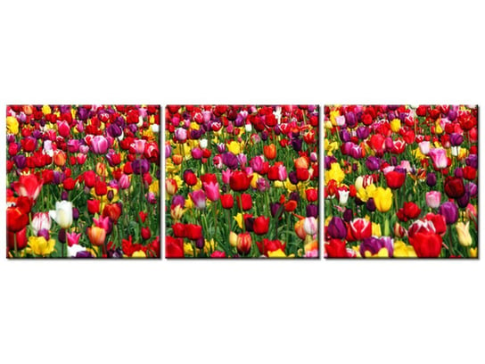 Obraz Tulipany - Ian Sane, 3 elementy, 150x50 cm Oobrazy