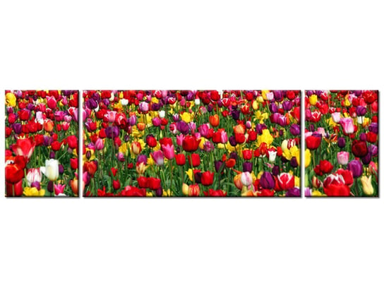 Obraz Tulipany - Ian Sane, 3 elementy, 170x50 cm Oobrazy