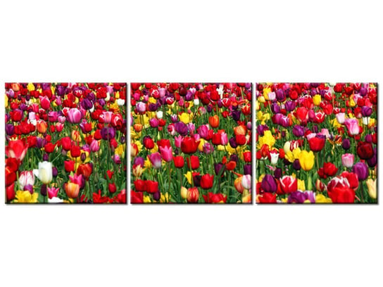Obraz Tulipany - Ian Sane, 3 elementy, 90x30 cm Oobrazy