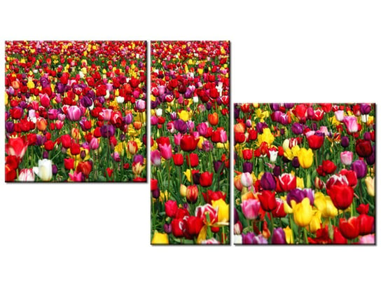Obraz Tulipany - Ian Sane, 3 elementy, 90x50 cm Oobrazy