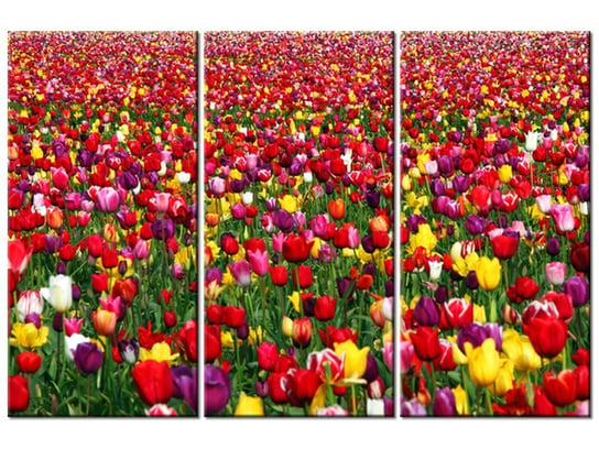Obraz Tulipany - Ian Sane, 3 elementy, 90x60 cm Oobrazy