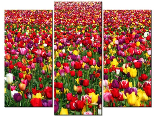 Obraz Tulipany - Ian Sane, 3 elementy, 90x70 cm Oobrazy
