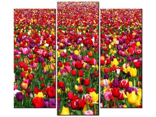 Obraz Tulipany - Ian Sane, 3 elementy, 90x80 cm Oobrazy