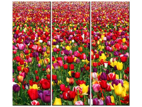 Obraz Tulipany - Ian Sane, 3 elementy, 90x80 cm Oobrazy