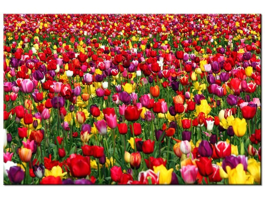 Obraz Tulipany  - Ian Sane, 30x20 cm Oobrazy