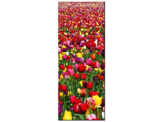 Obraz Tulipany  - Ian Sane, 40x100 cm Oobrazy