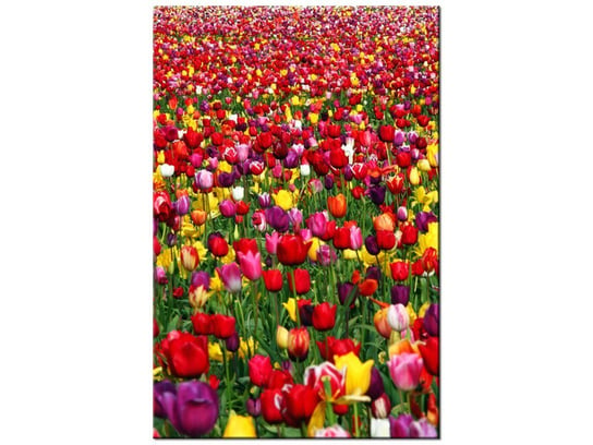 Obraz Tulipany  - Ian Sane, 40x60 cm Oobrazy