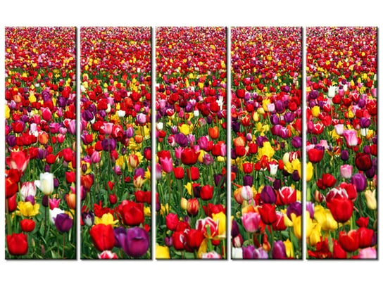 Obraz Tulipany  - Ian Sane, 5 elementów, 100x63 cm Oobrazy