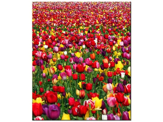 Obraz Tulipany  - Ian Sane, 50x60 cm Oobrazy