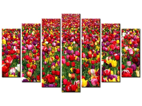 Obraz Tulipany - Ian Sane, 7 elementów, 140x80 cm Oobrazy