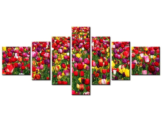 Obraz Tulipany - Ian Sane, 7 elementów, 160x70 cm Oobrazy