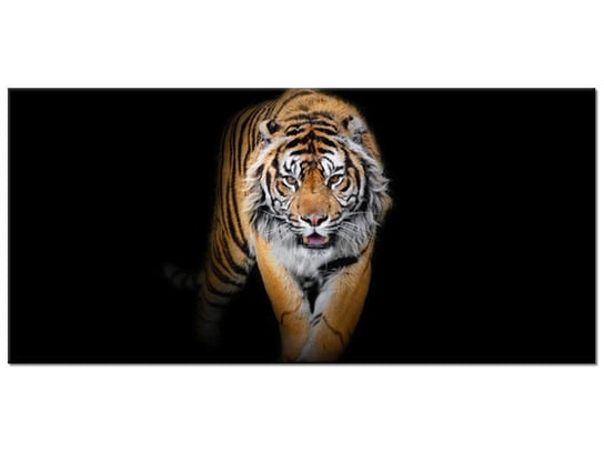 Obraz Tygrys, 115x55 cm Oobrazy
