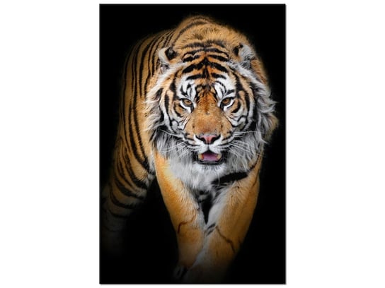 Obraz Tygrys, 20x30 cm Oobrazy