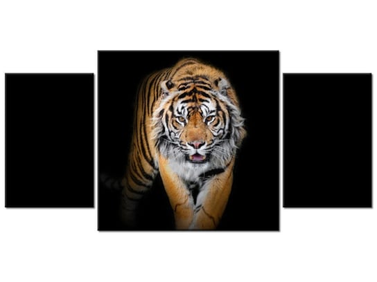 Obraz Tygrys, 3 elementy, 80x40 cm Oobrazy