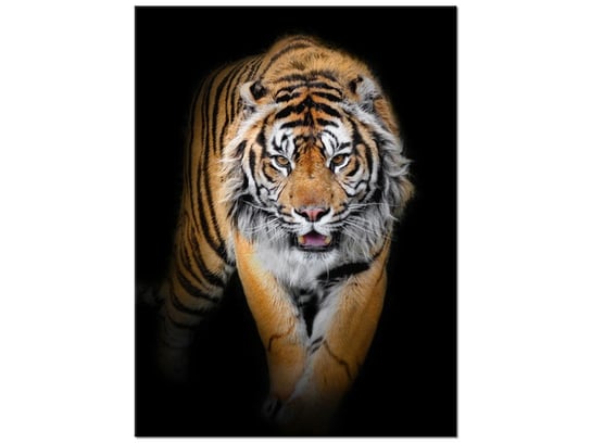 Obraz, Tygrys, 30x40 cm Oobrazy