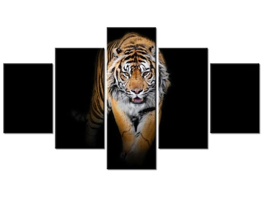 Obraz, Tygrys, 5 elementów, 125x70 cm Oobrazy