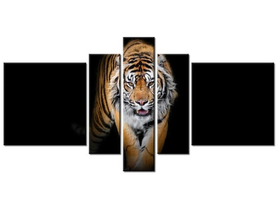 Obraz Tygrys, 5 elementów, 160x80 cm Oobrazy