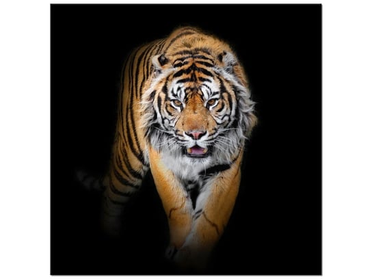 Obraz Tygrys, 50x50 cm Oobrazy