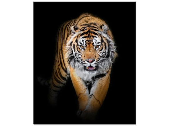 Obraz Tygrys, 50x60 cm Oobrazy