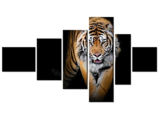 Obraz Tygrys, 6 elementów, 180x100 cm Oobrazy