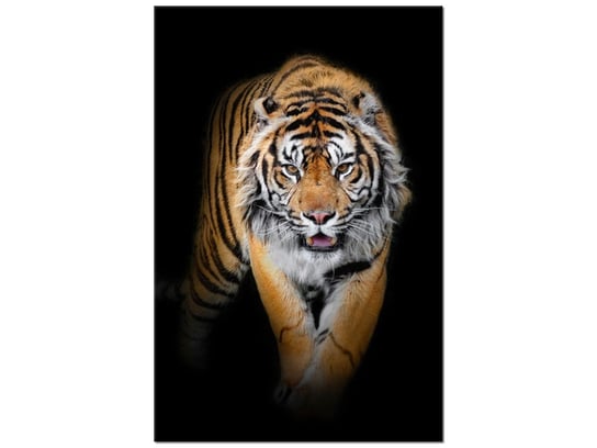 Obraz, Tygrys, 60x90 cm Oobrazy