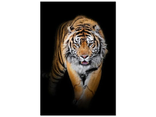 Obraz Tygrys, 80x120 cm Oobrazy