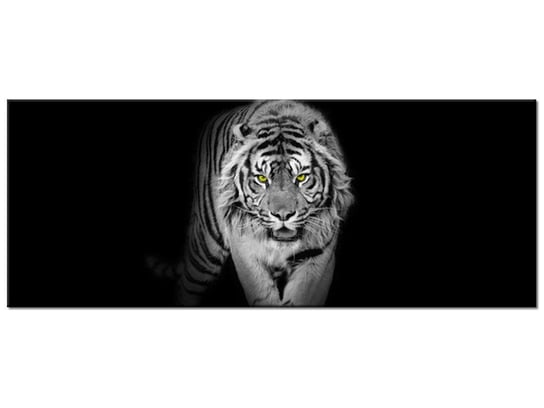Obraz Tygrys w mroku, 100x40 cm Oobrazy