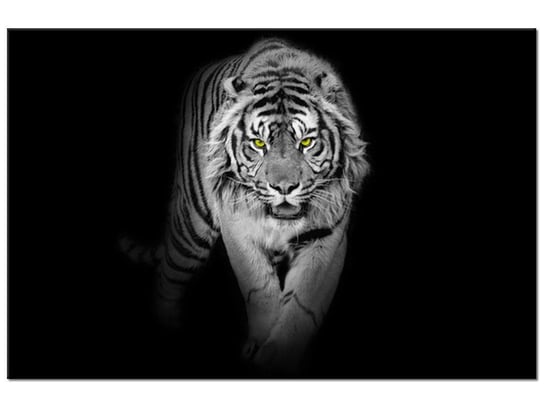 Obraz, Tygrys w mroku, 120x80 cm Oobrazy