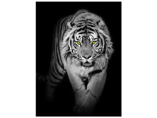 Obraz, Tygrys w mroku, 30x40 cm Oobrazy