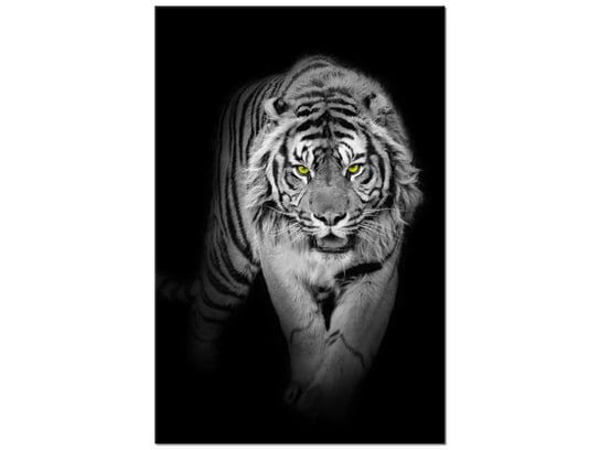 Obraz Tygrys w mroku, 60x90 cm Oobrazy