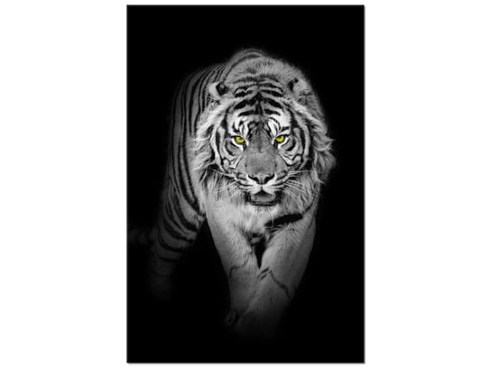 Obraz, Tygrys w mroku, 80x120 cm Oobrazy