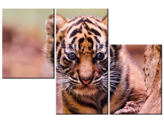 Obraz Tygrysek za drzewem - Tambako The Jaguar, 3 elementy, 90x60 cm Oobrazy