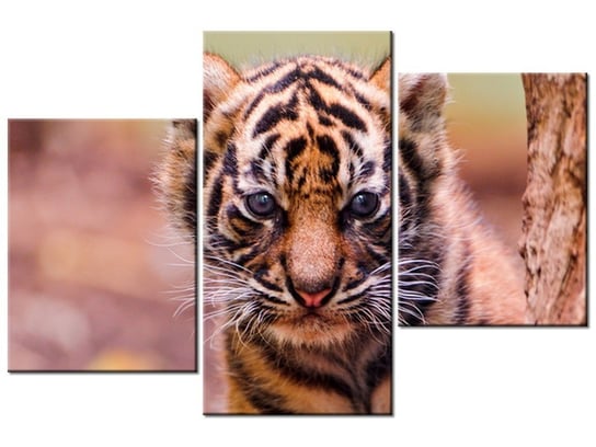 Obraz Tygrysek za drzewem - Tambako The Jaguar, 3 elementy, 90x60 cm Oobrazy