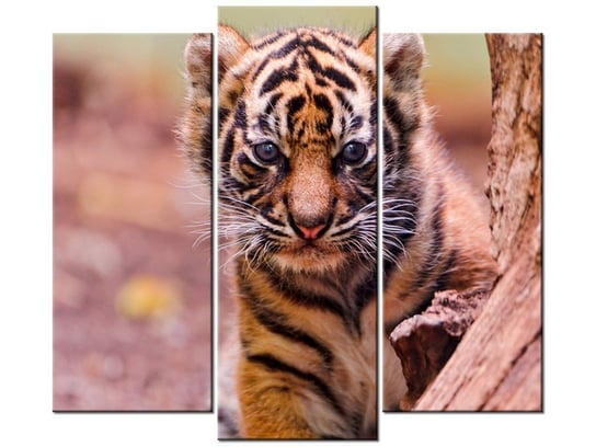Obraz Tygrysek za drzewem - Tambako The Jaguar, 3 elementy, 90x80 cm Oobrazy