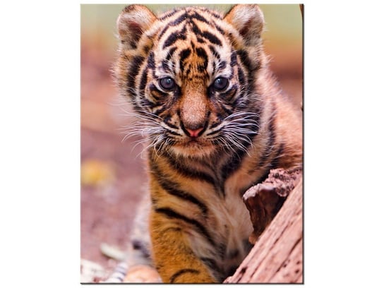 Obraz Tygrysek za drzewem - Tambako The Jaguar, 40x50 cm Oobrazy