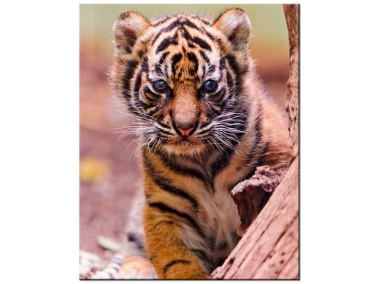 Obraz Tygrysek za drzewem - Tambako The Jaguar, 60x75 cm Oobrazy