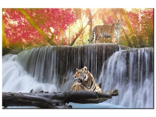 Obraz Tygrysy przy wodospadzie, 120x80 cm Oobrazy