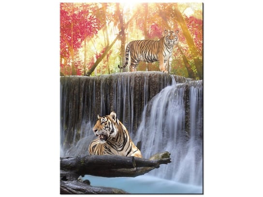 Obraz Tygrysy przy wodospadzie, 30x40 cm Oobrazy