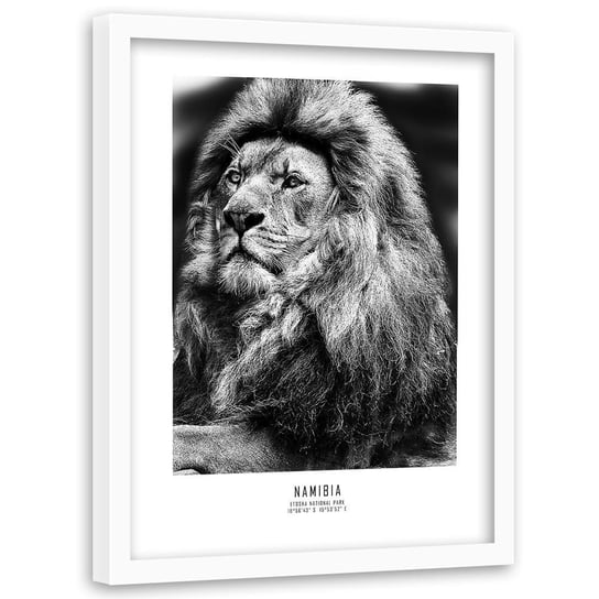 Obraz w ramie białej FEEBY, Afryka Lew Zwierzęta 40x60 Feeby