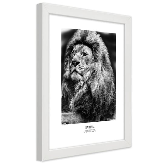 Obraz w ramie białej FEEBY, Afryka Lew Zwierzęta 70x100 Feeby